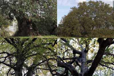 Dal Faggio dei baracconi alla Quercia di Macr�: ecco i 74 alberi monumentali della Puglia